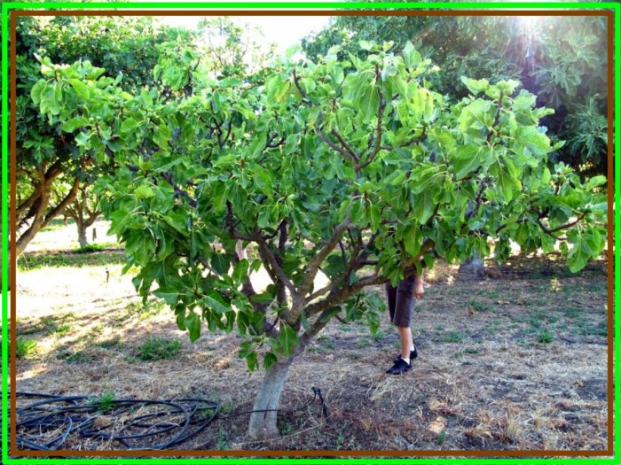 Fig When do figs go on sale