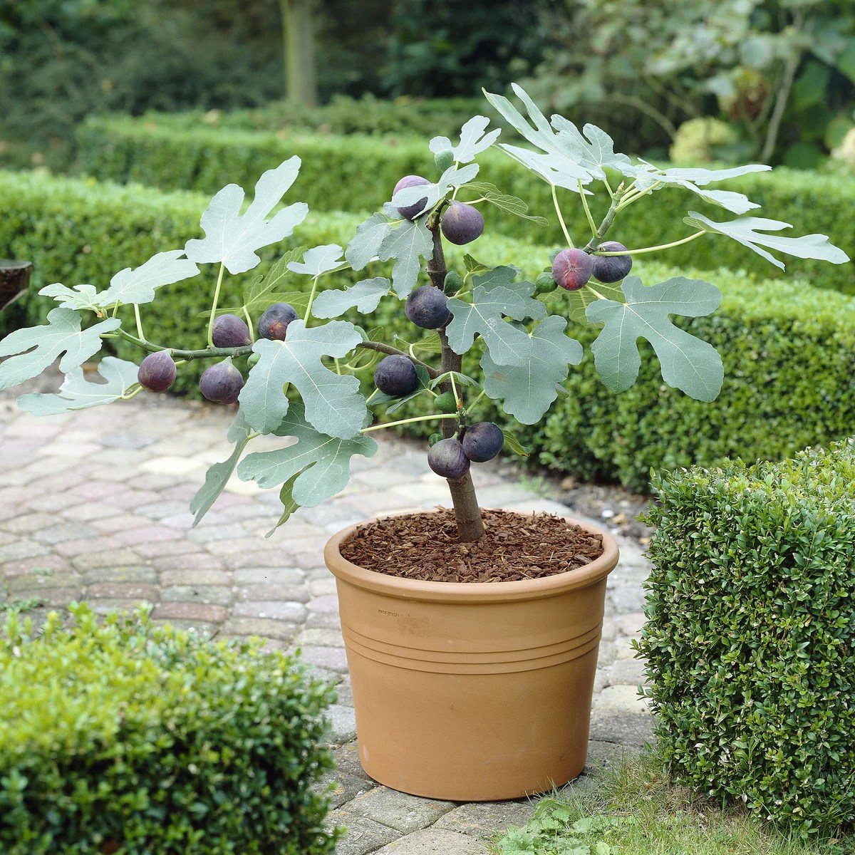 Fig tree fruit buying guide trees figs types google plant forest grow food backyard berries garden into Fig tree fruit buying guide trees figs types google plant forest grow food backyard berries garden into