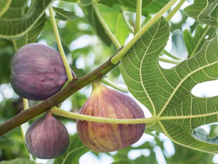 Fig figs trees growing containers Fig figs trees growing containers