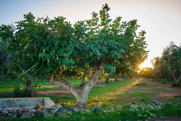 Figs grow edible When do figs go on sale